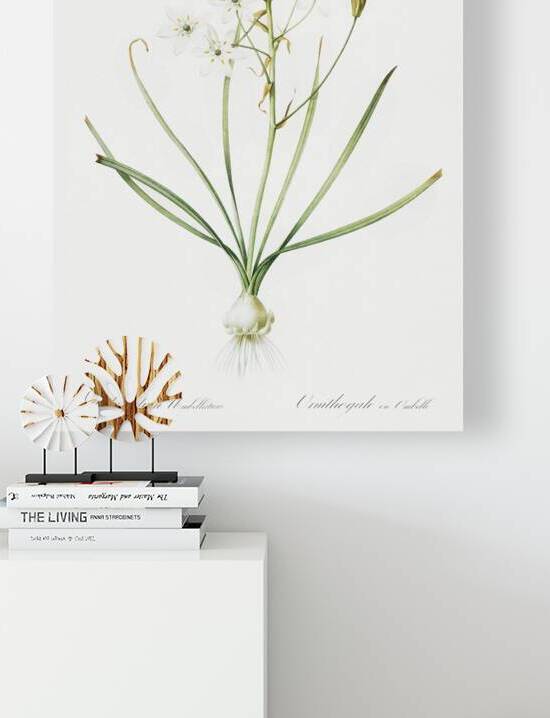 Anigozanthos flavida illustration  by IStockHistory com