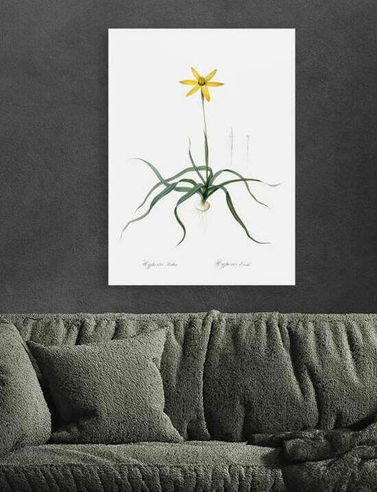 Hypoxis stellata illustration  by IStockHistory com