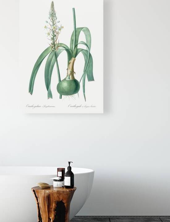 Pregnant onion illustration  by IStockHistory com