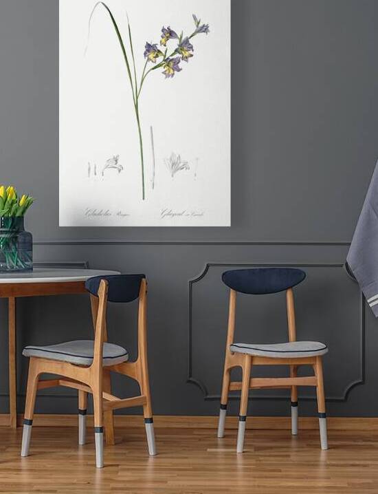 Gladiolus ringens illustration  by IStockHistory com