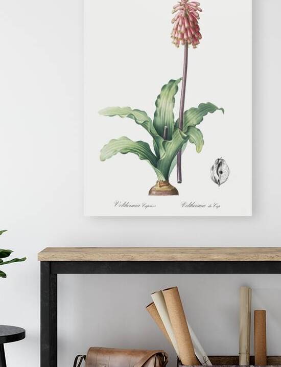 Veltheimia capensis illustration  by IStockHistory com