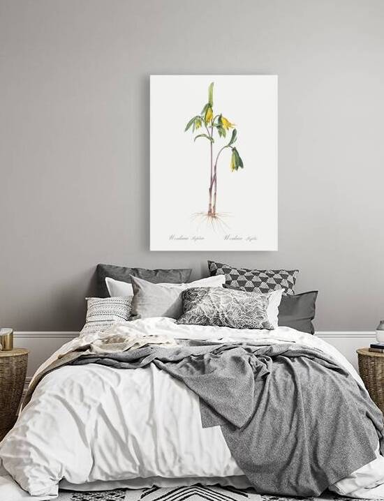 Uvularia perfoliata illustration  by IStockHistory com