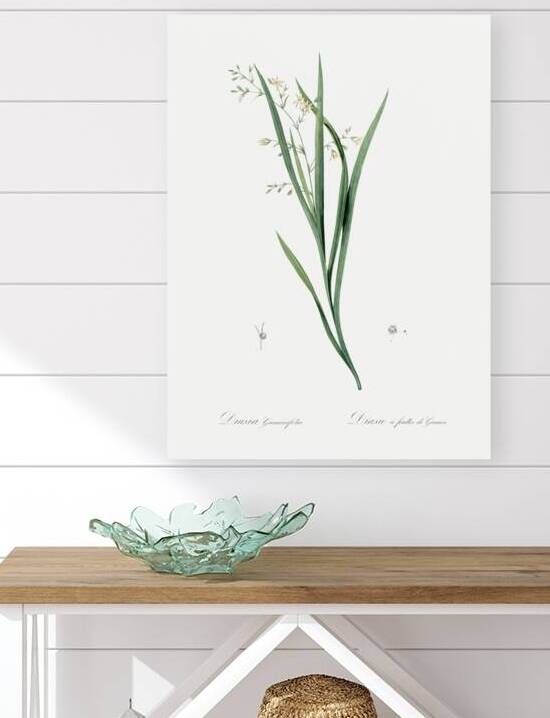 Diasia graminifolia illustration  by IStockHistory com