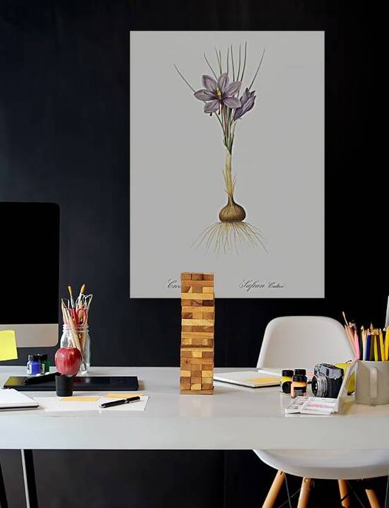 Crocus sativus illustration  by IStockHistory com