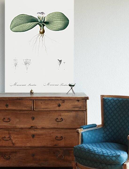 Massonia pustulata illustration  by IStockHistory com