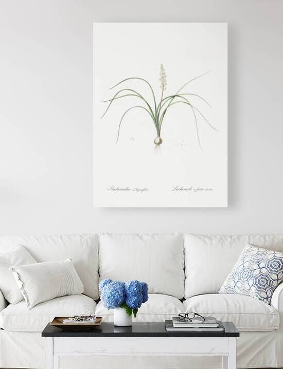 Lachenalia angustifolia illustration  by IStockHistory com