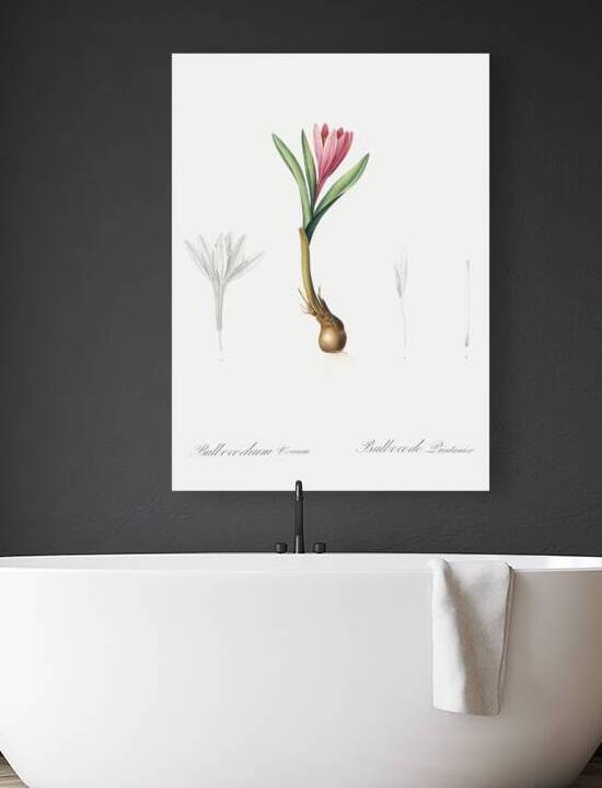 Spring meadow saffron illustration  by IStockHistory com