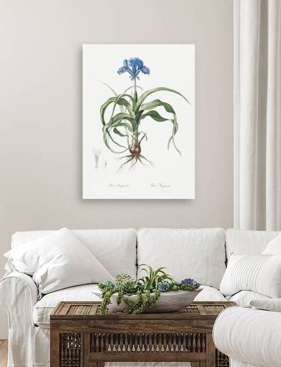 Iris scorpiodes illustration  by IStockHistory com