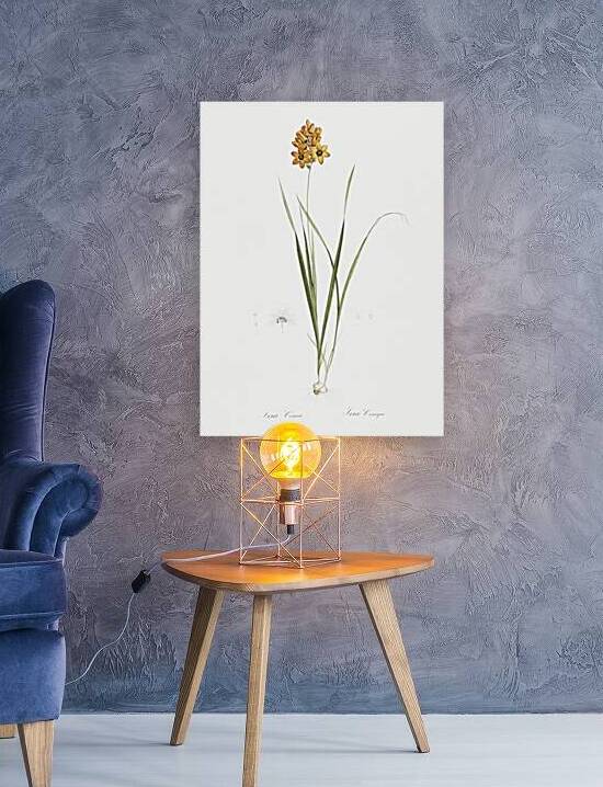 Ixia conica illustration  by IStockHistory com