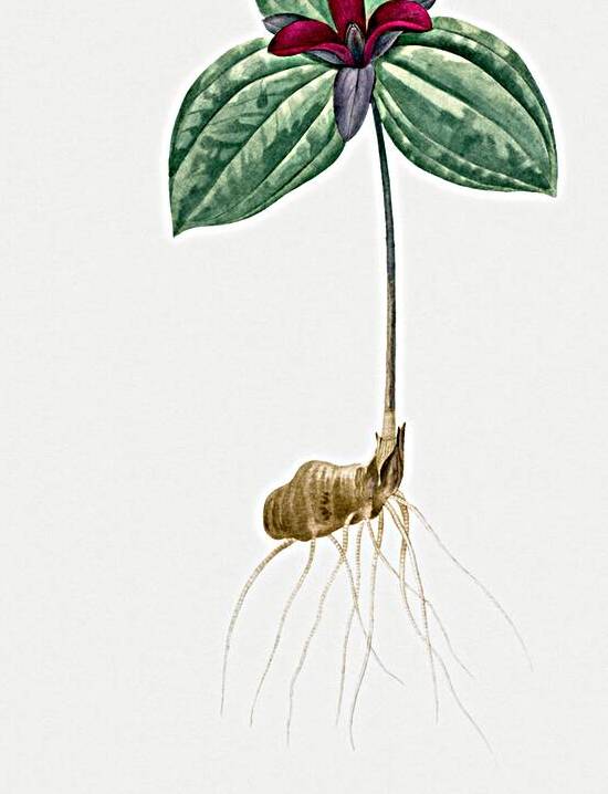 Tri flower Trillium sessile illustration  by IStockHistory com