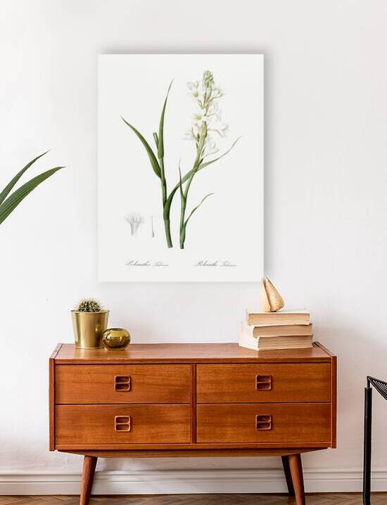 Polianthes tuberosa illustration  by IStockHistory com