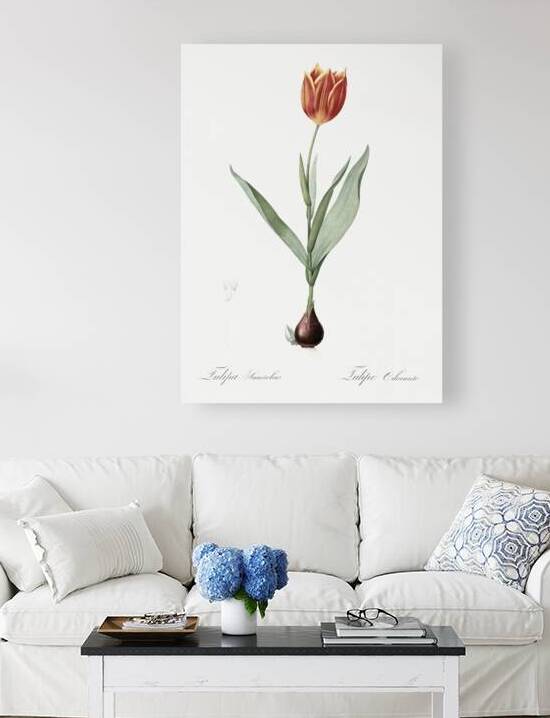 Tulip illustration  by IStockHistory com