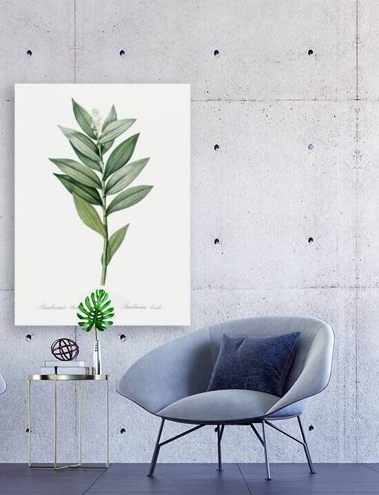 Smilacina stellata illustration  by IStockHistory com