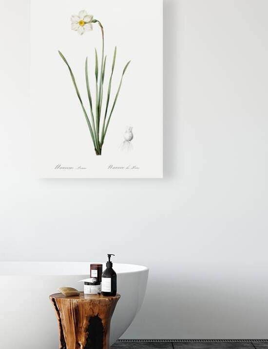 Narcissus poeticus illustration  by IStockHistory com