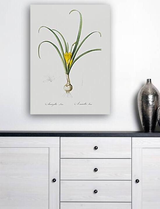 Narcissus poeticus illustration  by IStockHistory com