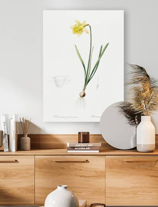 Lent lily illustration  by IStockHistory com