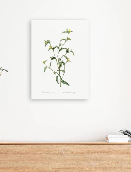 Commelina africana illustration  by IStockHistory com