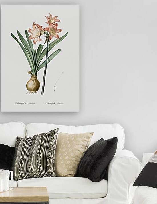 Amaryllis Belladonna illustration  by IStockHistory com