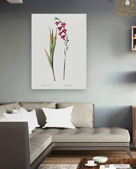 Eastern gladiolus illustration  by IStockHistory com