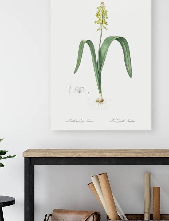 Opal flower illustration  by IStockHistory com