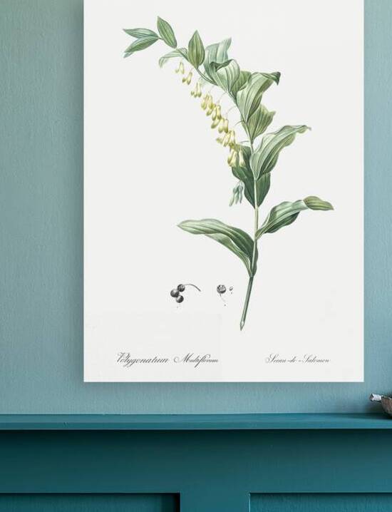 Solomon seal illustration  by IStockHistory com