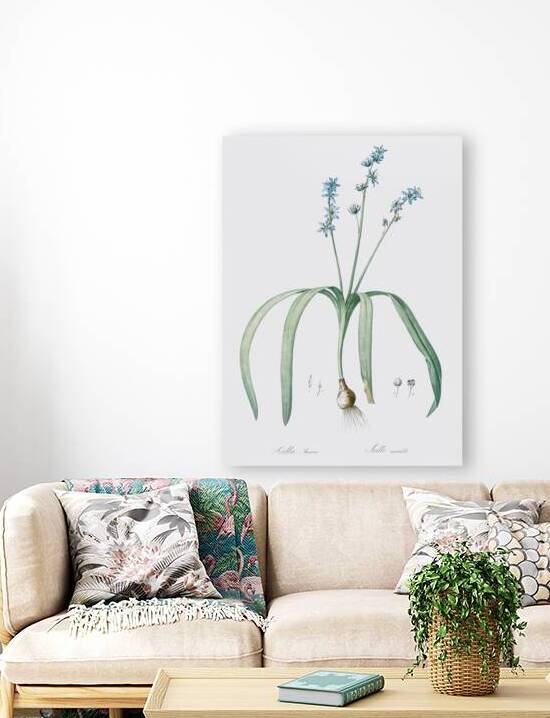 Star squill illustration  by IStockHistory com