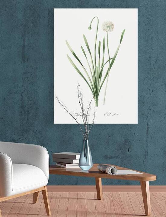 Star squill illustration  by IStockHistory com