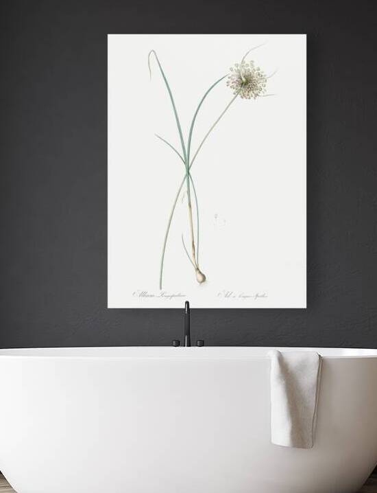 Pale garlic illustration  by IStockHistory com