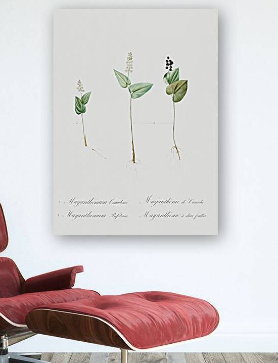 Mayanthemum illustration  by IStockHistory com