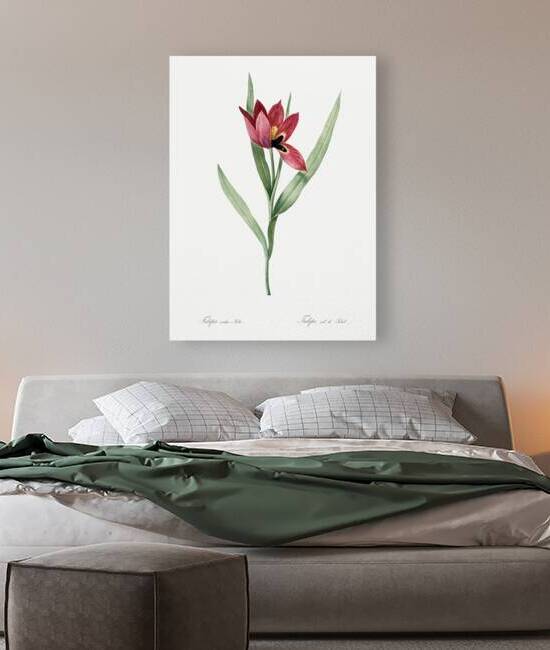 Tulipa oculus Colis illustration  by IStockHistory com