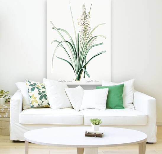 Branched asphodel illustration  by IStockHistory com