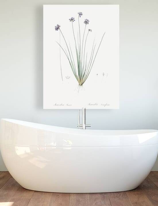 Vanilla lily illustration  by IStockHistory com