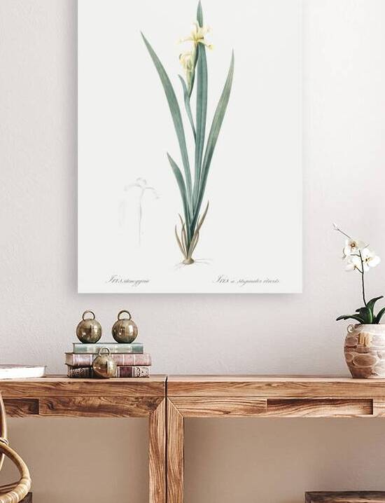 Yellow banded iris illustration  by IStockHistory com