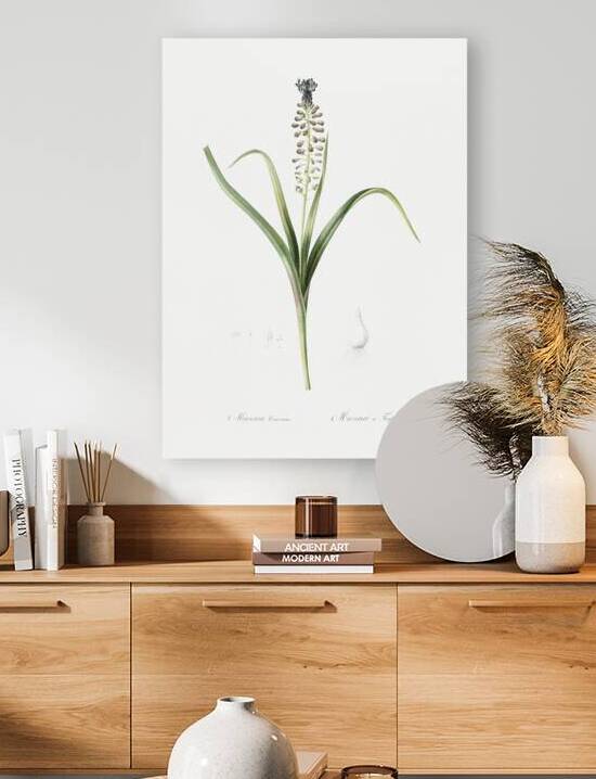 Grape hyacinth illustration  by IStockHistory com