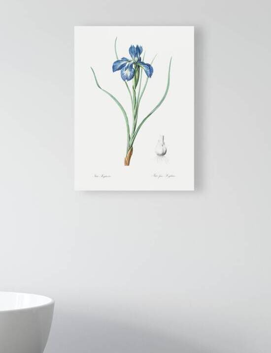 Lris xyphioides llustration  by IStockHistory com