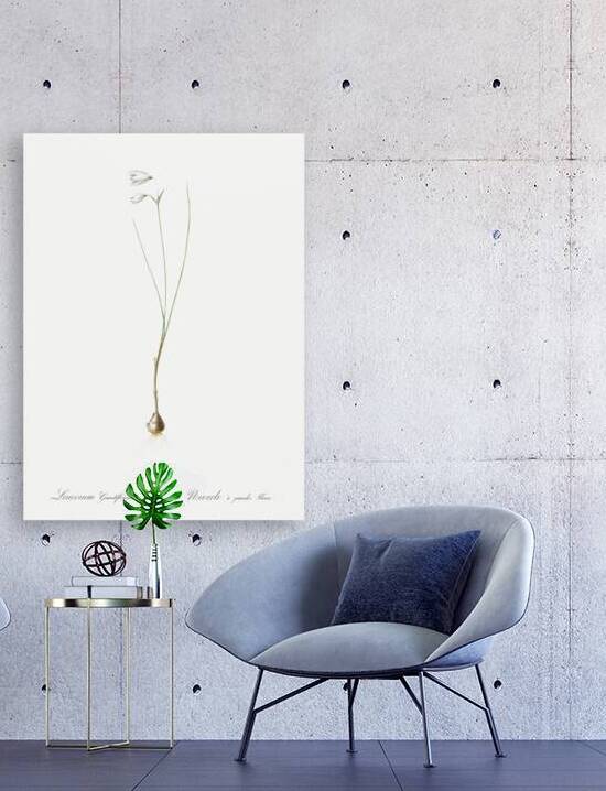 Snowbell illustration  by IStockHistory com