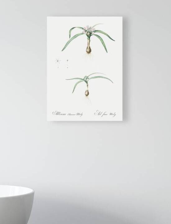 Dwarf garlic illustration  by IStockHistory com