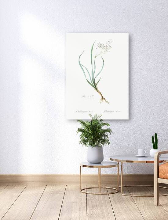 Phalangium bicolor illustration  by IStockHistory com