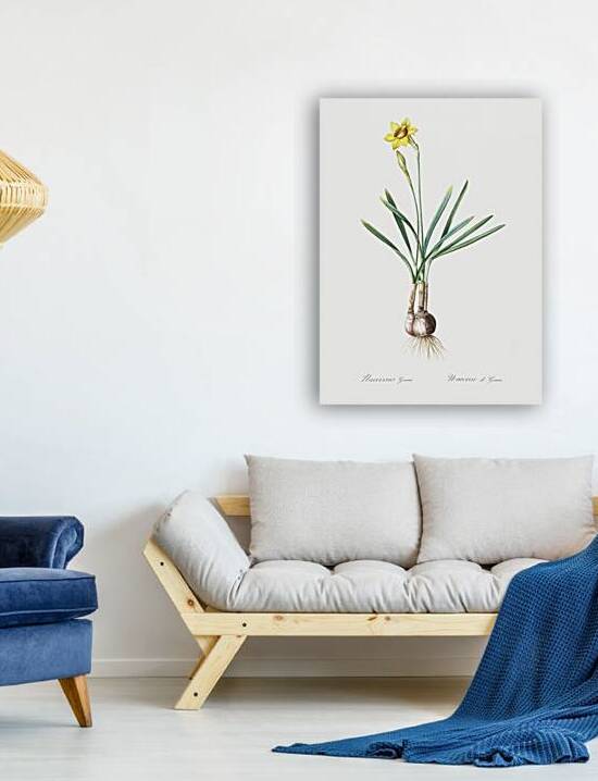 Narcissus Gouani illustration  by IStockHistory com