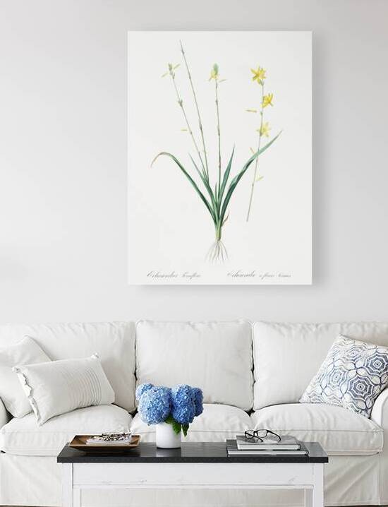 Torrey craglily illustration  by IStockHistory com