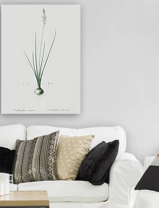 Ornithogalum tenuifolium illustration  by IStockHistory com