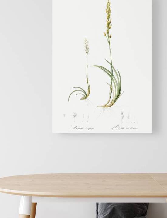 Abama ossifraga illustration  by IStockHistory com