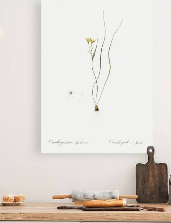 Ornithogalum spathaceum illustration  by IStockHistory com