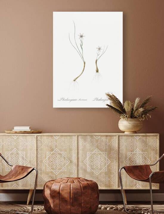 Snowdon lily illustration  by IStockHistory com