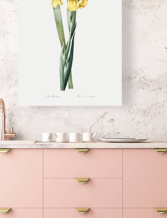 Iris Monnieri illustration  by IStockHistory com