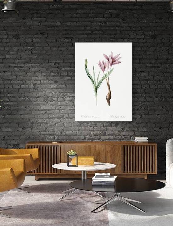 Autumn crocus illustration  by IStockHistory com
