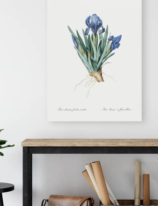 Pygmy iris illustration  by IStockHistory com