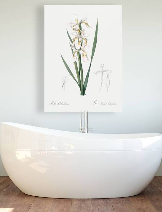 Yellow banded iris illustration  by IStockHistory com