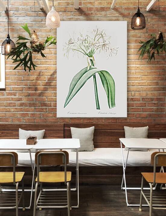 Florida swamp-lily illustration  by IStockHistory com