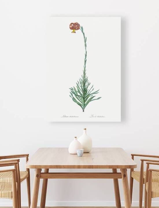 Scarlet martagon lily illustration  by IStockHistory com